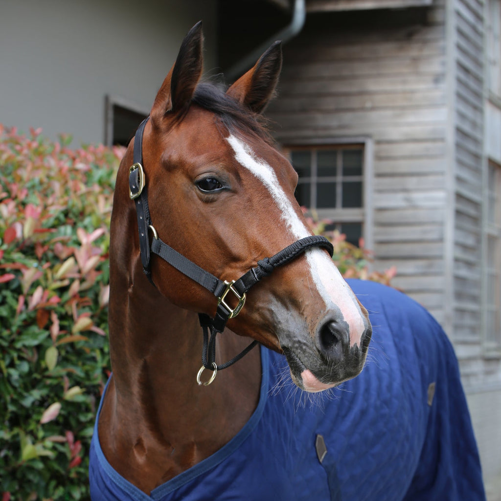 Kentucky Kontrollhalfter