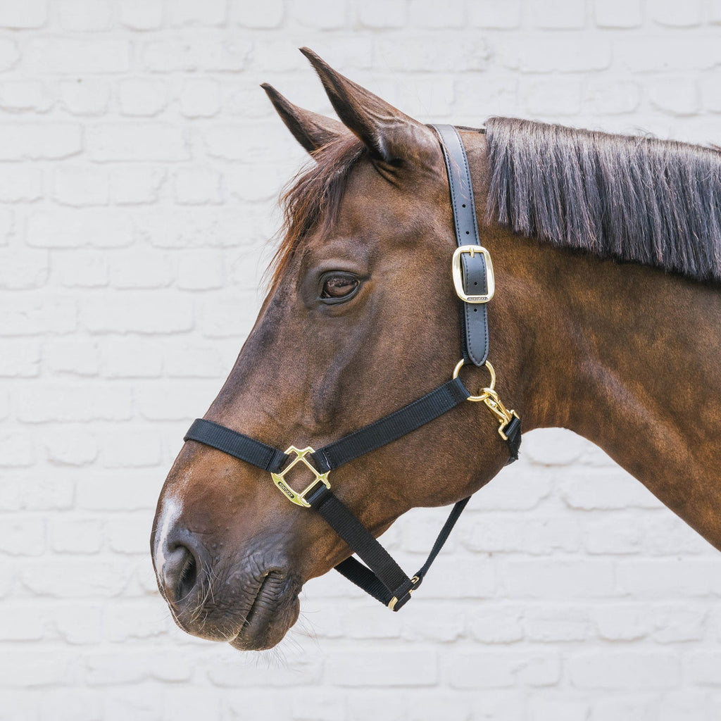 Kentucky Nylonhalfter Wellington