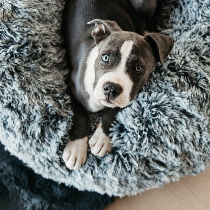 Kentucky Dog Bed - Comfort Donut