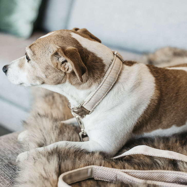 Kentucky Dog Collar - Wool