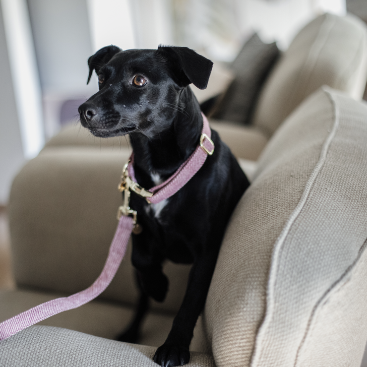 Kentucky Hundehalsband - Wolle
