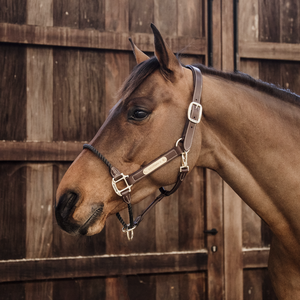 Licou en cuir Kentucky - Corde