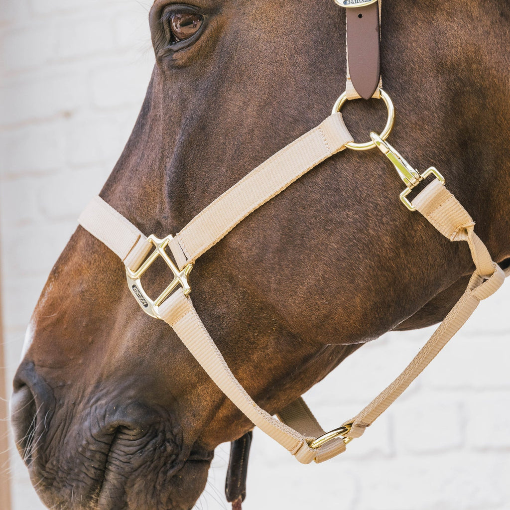 Kentucky Nylonhalfter Wellington