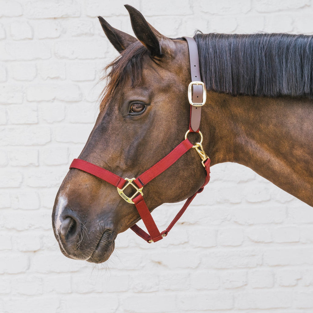 Kentucky Nylonhalfter Wellington