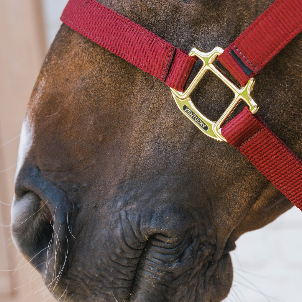 Kentucky Nylonhalfter Wellington