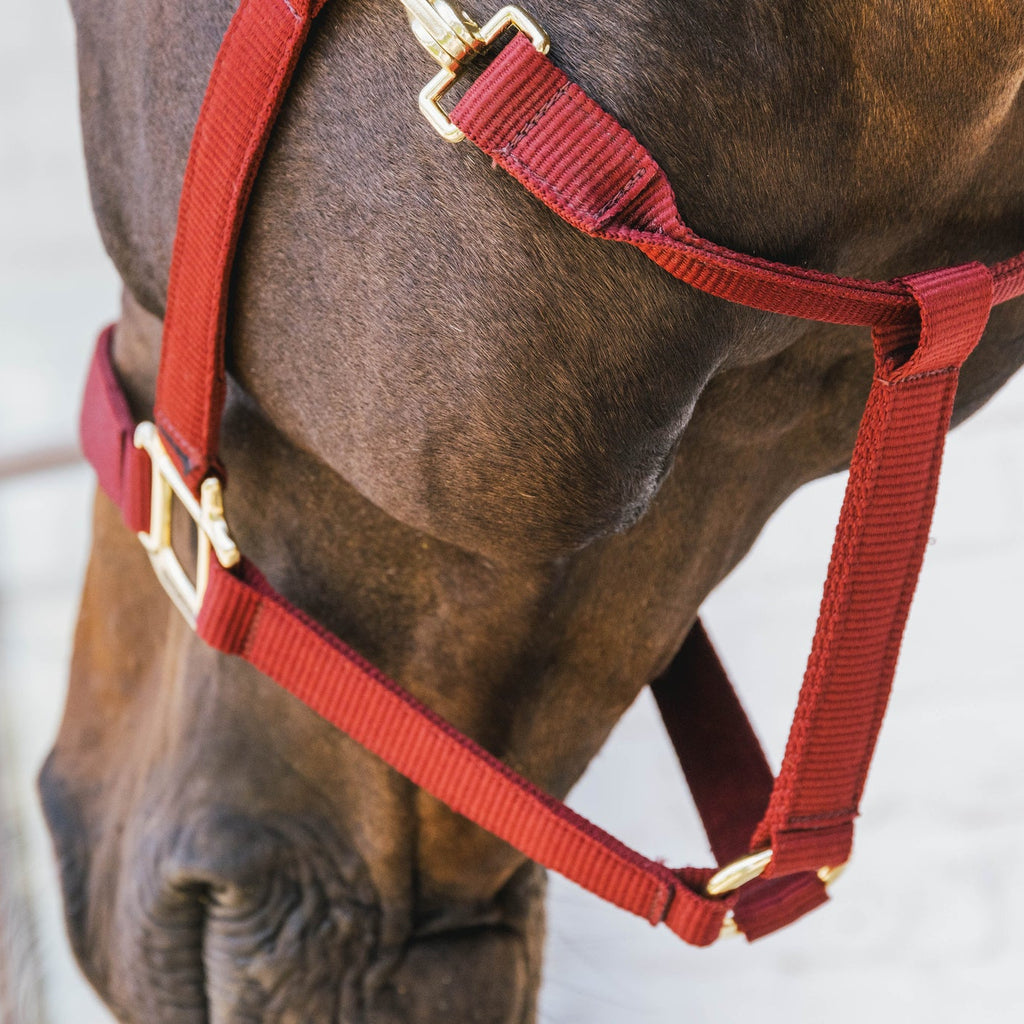 Kentucky Nylonhalfter Wellington