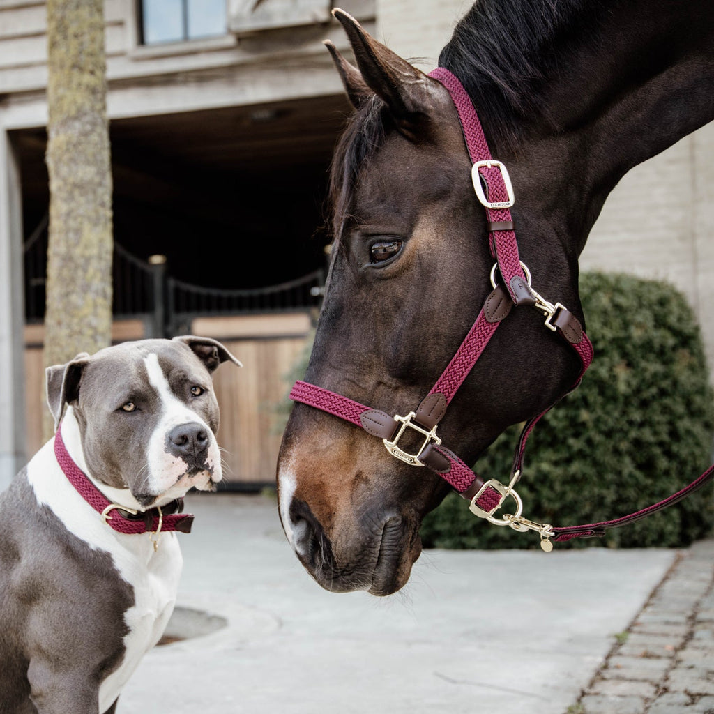 Kentucky Geflochtenes Nylonhalfter