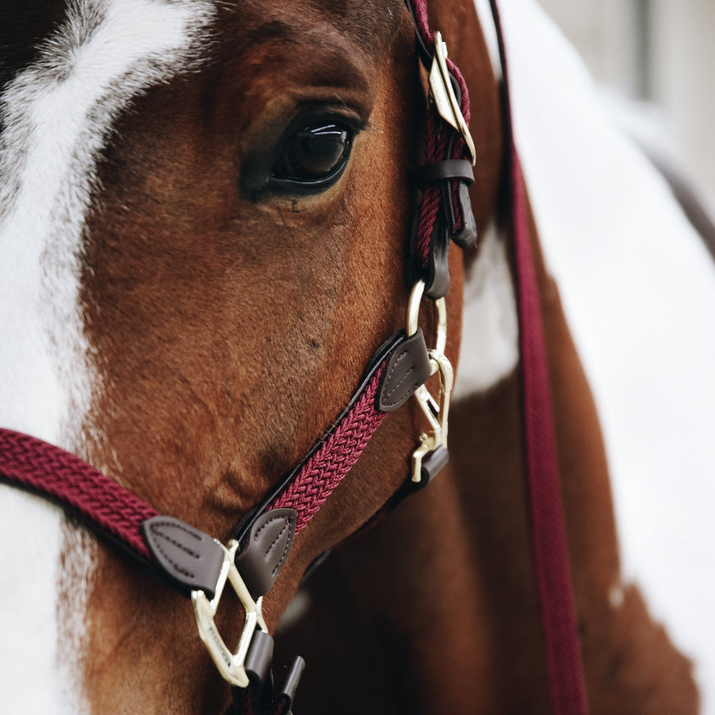 Kentucky Geflochtenes Nylonhalfter