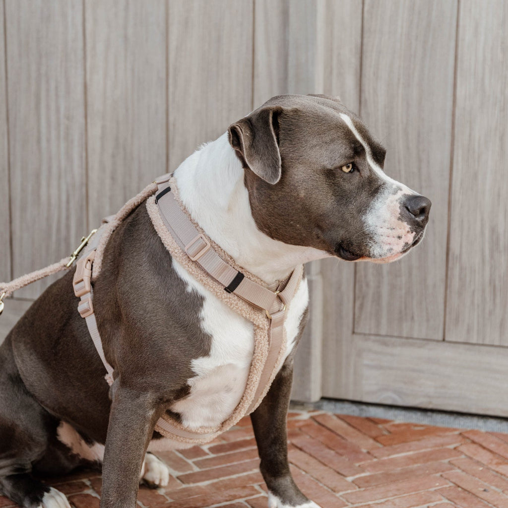 Kentucky Hundegeschirr Active - Teddy Fleece