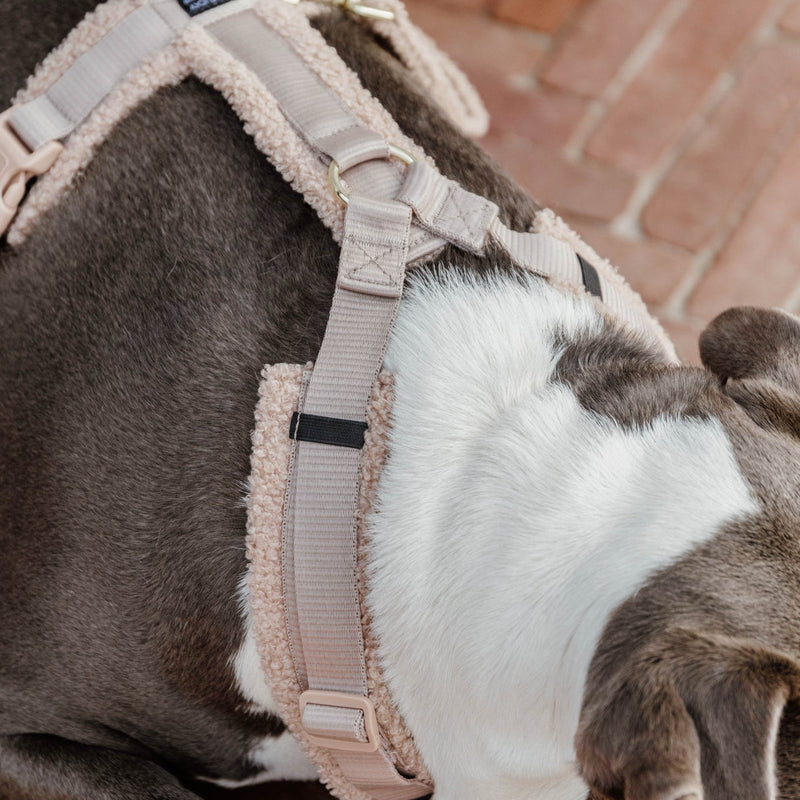 Kentucky Dog Harness Active - Teddy Fleece