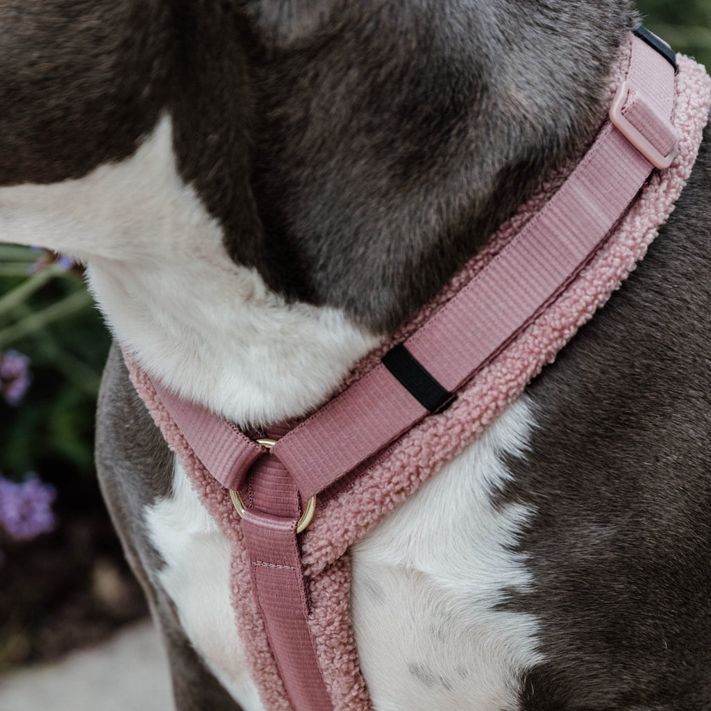 Kentucky Dog Harness Active - Teddy Fleece