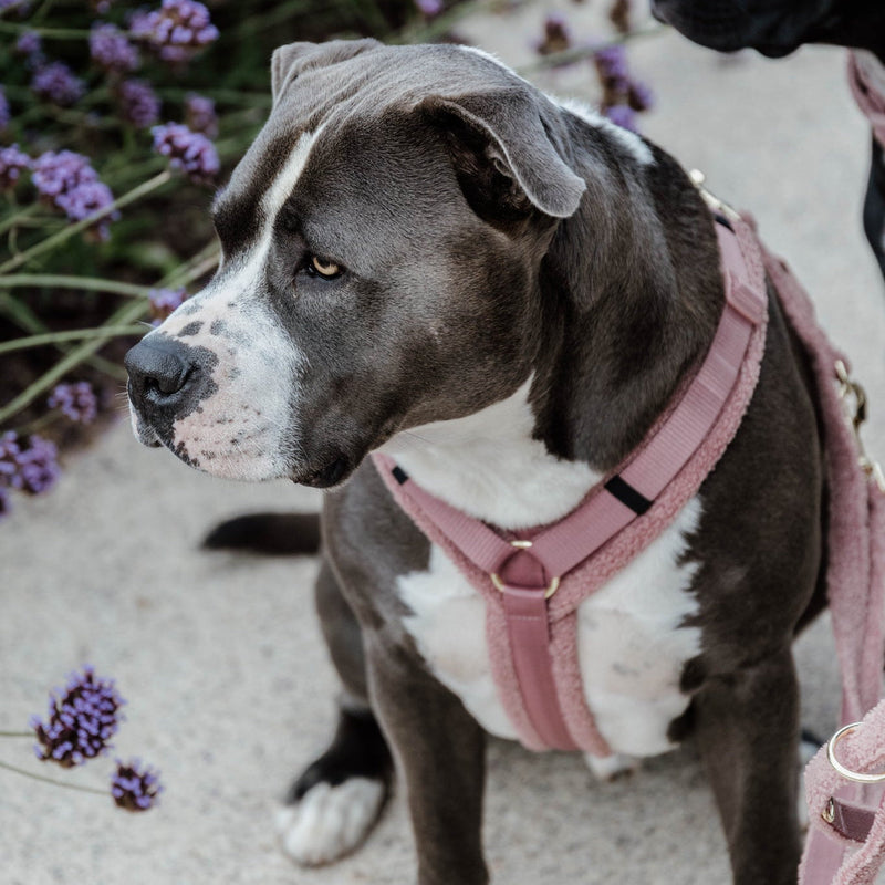 Kentucky Dog Harness Active - Teddy Fleece