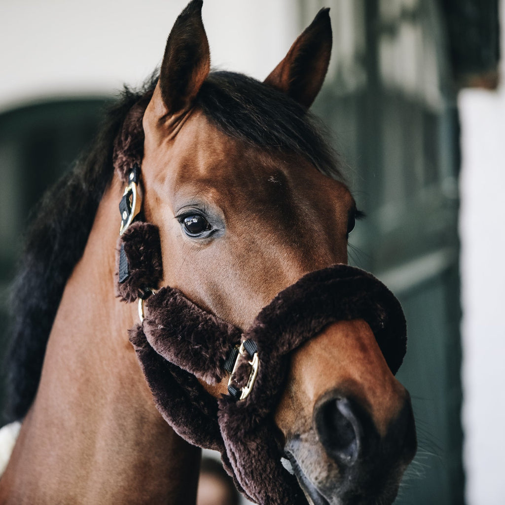 Kentucky Sheepskin Shipping Halter
