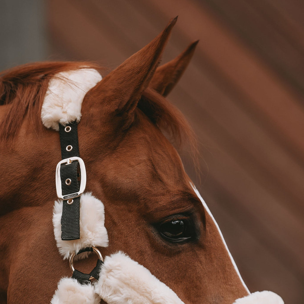Kentucky Sheepskin Shipping Halter