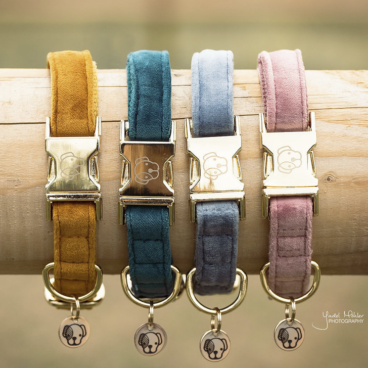 Collier pour chien Kentucky - Velours