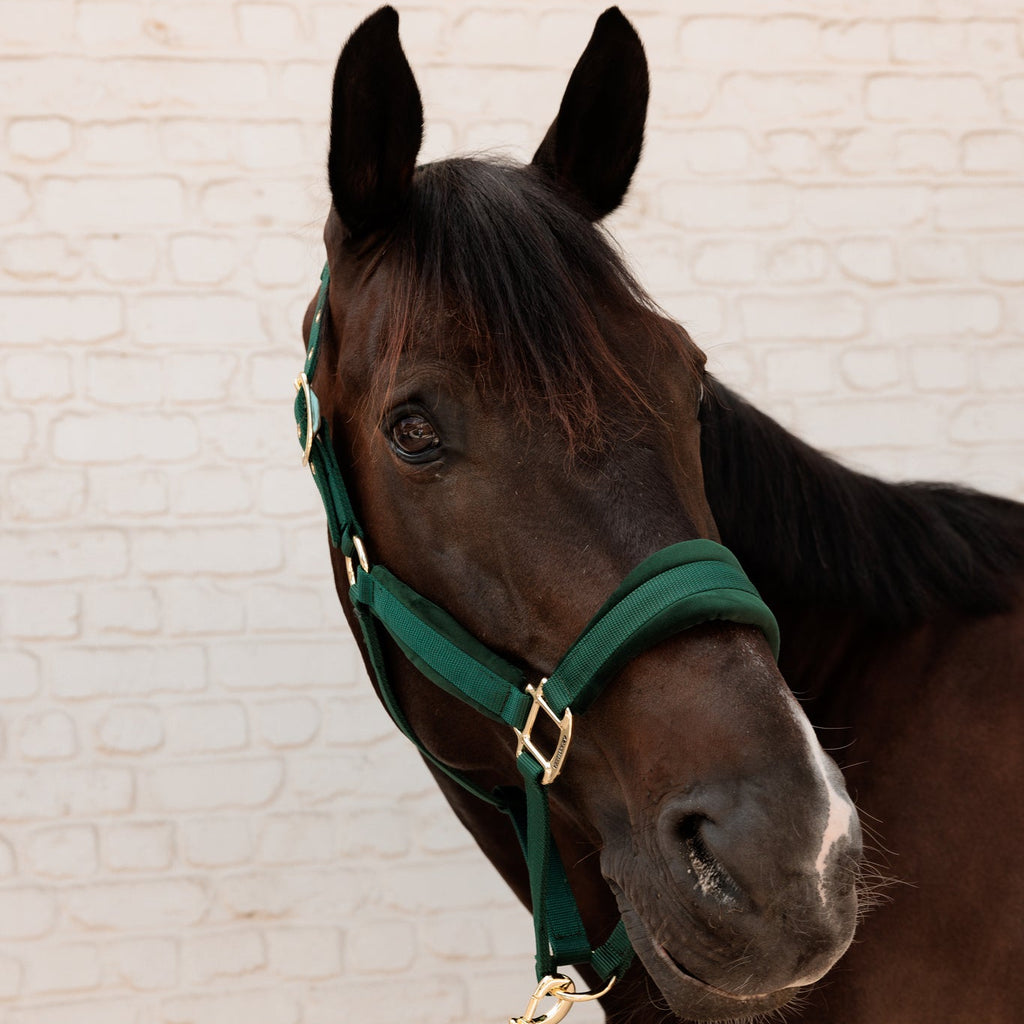 Kentucky Halfter Samt