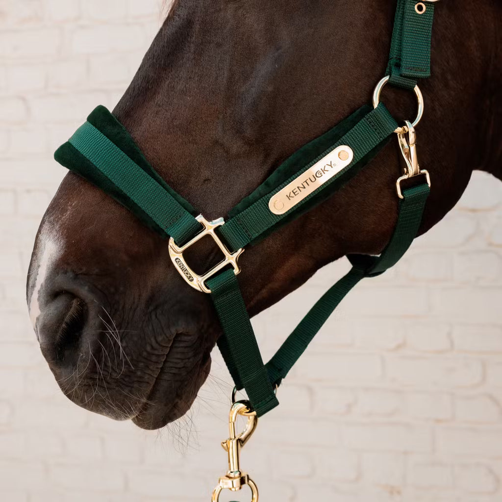 Kentucky Halfter Samt