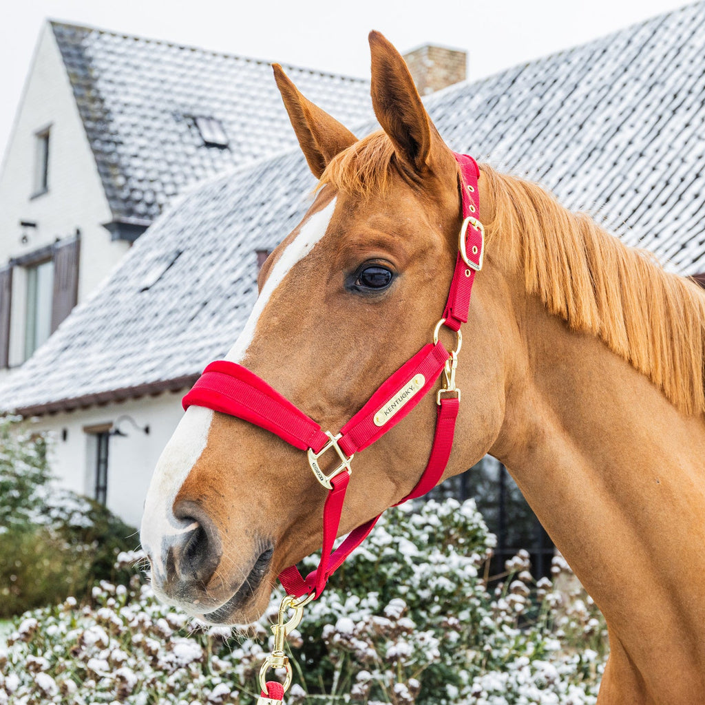 Kentucky Halfter Samt