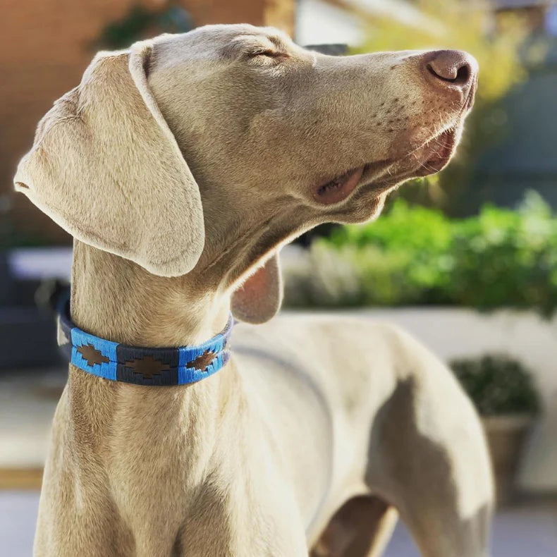 Pampeano Dog Collar