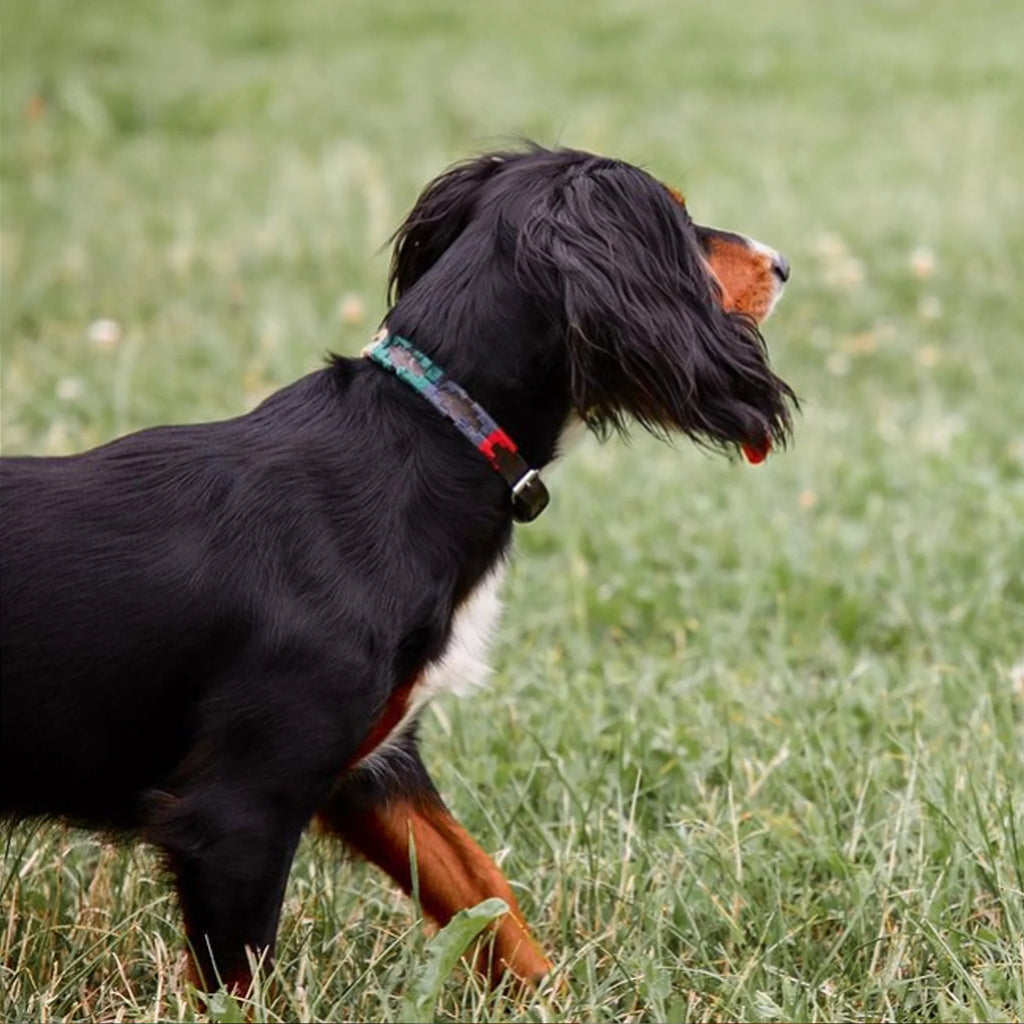 Collier pour chien Pampeano