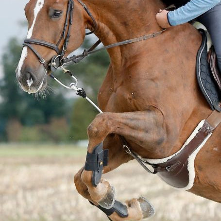 ReinRite Sport Trainingshulp
