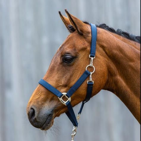 Lamicell Grooming Halster