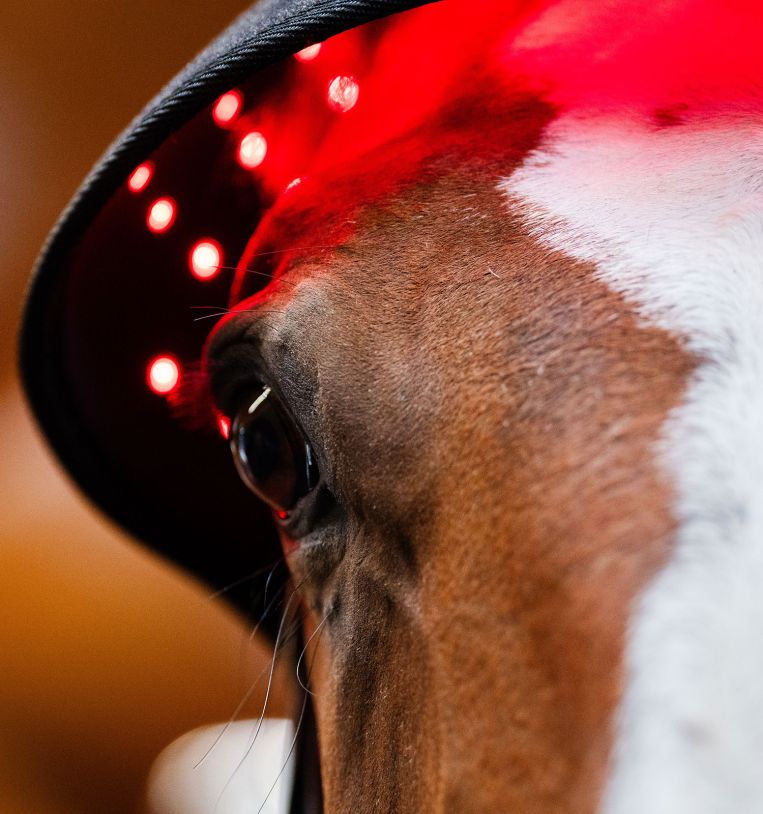 Horseware Led Red Light Therapy Poll Cap