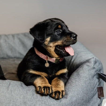 Kentucky Dog Collar - Velvet