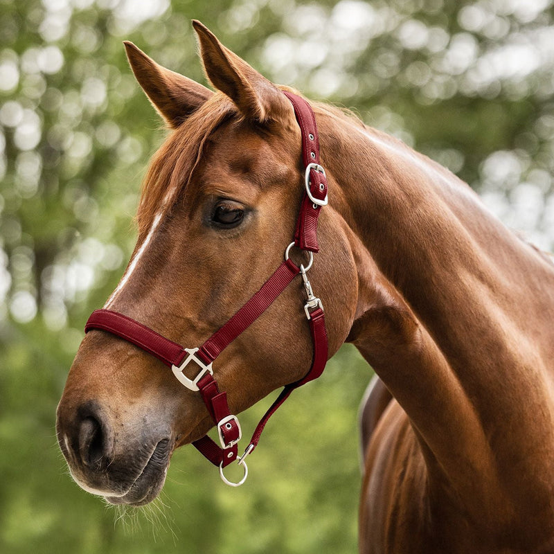 Waldhausen Halter Satin