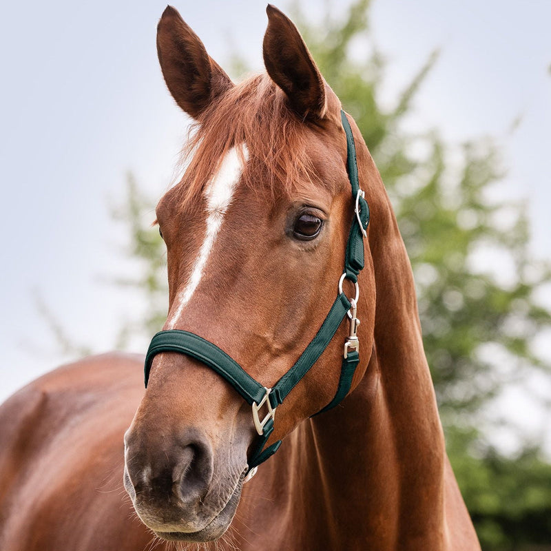 Waldhausen Halter Satin